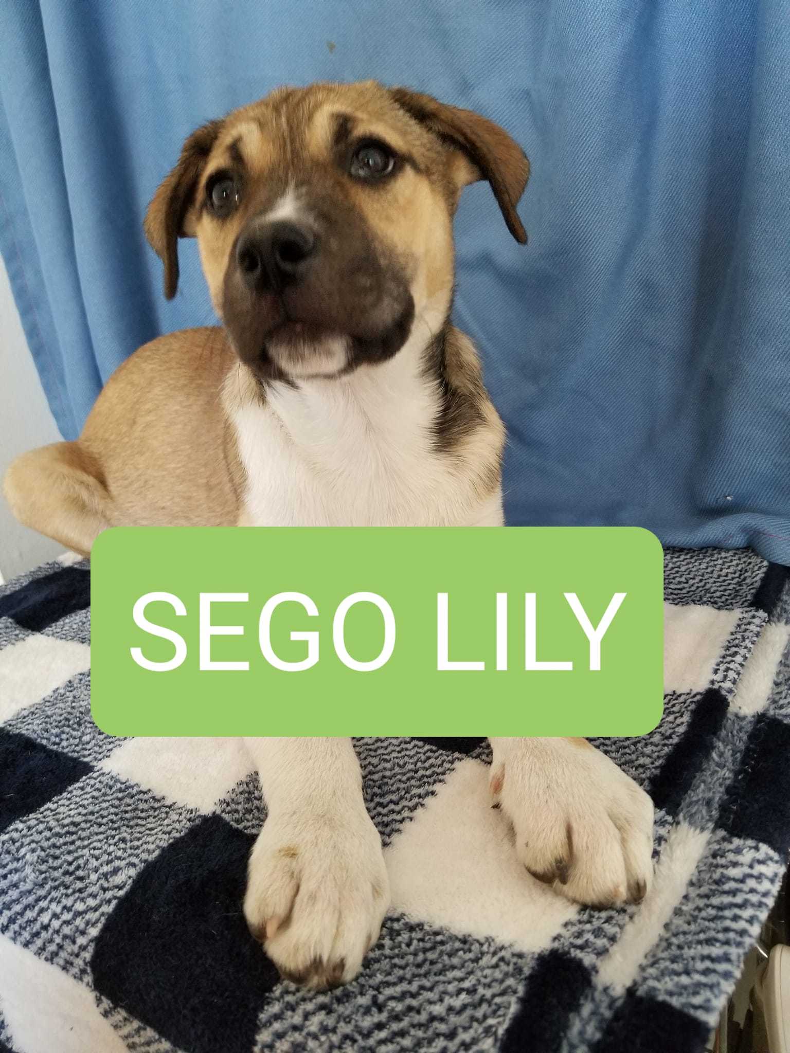 Sego Lily, an adoptable Husky, German Shepherd Dog in Castle Dale, UT, 84513 | Photo Image 1