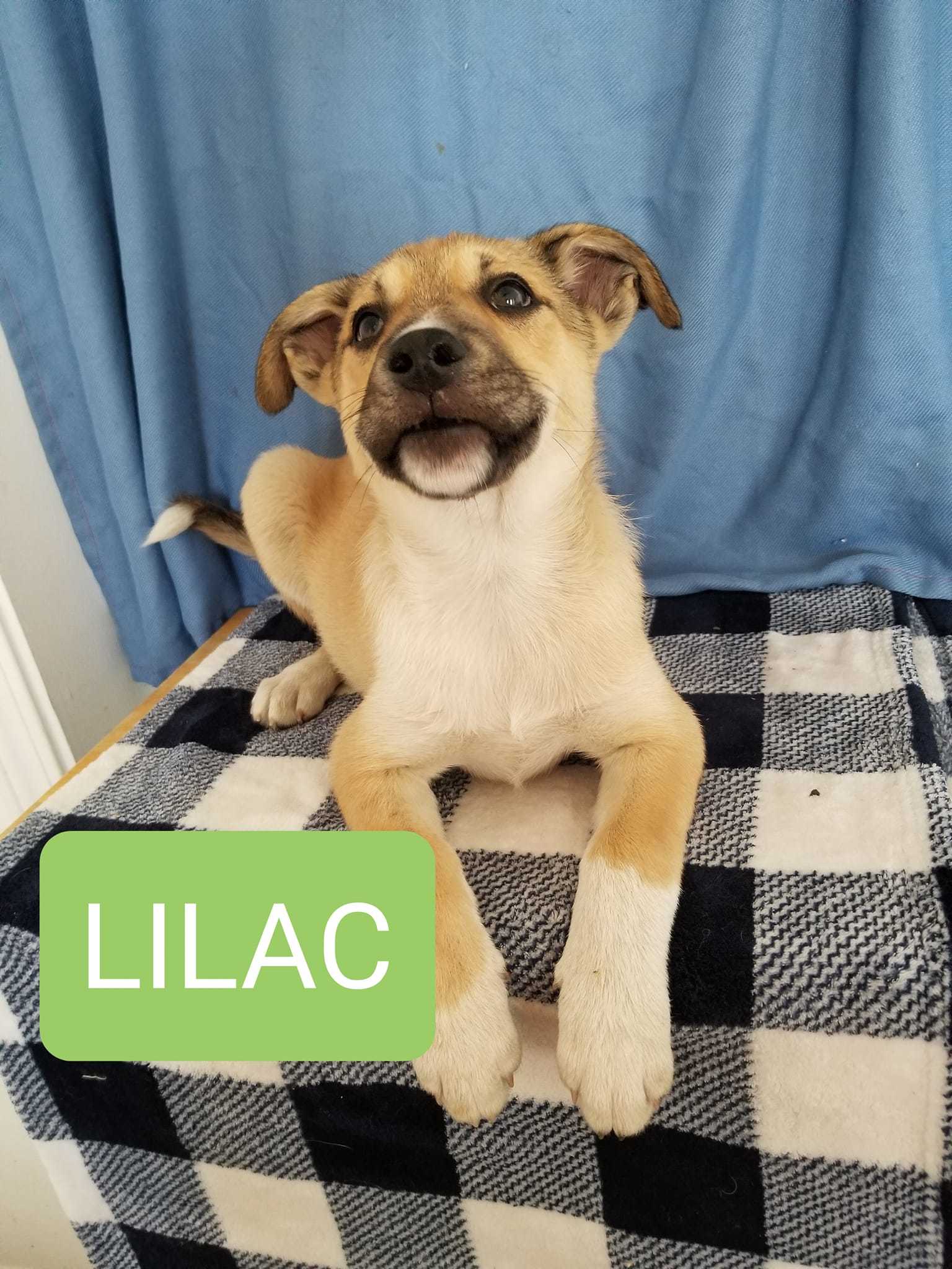 Lilac, an adoptable Husky, German Shepherd Dog in Castle Dale, UT, 84513 | Photo Image 1