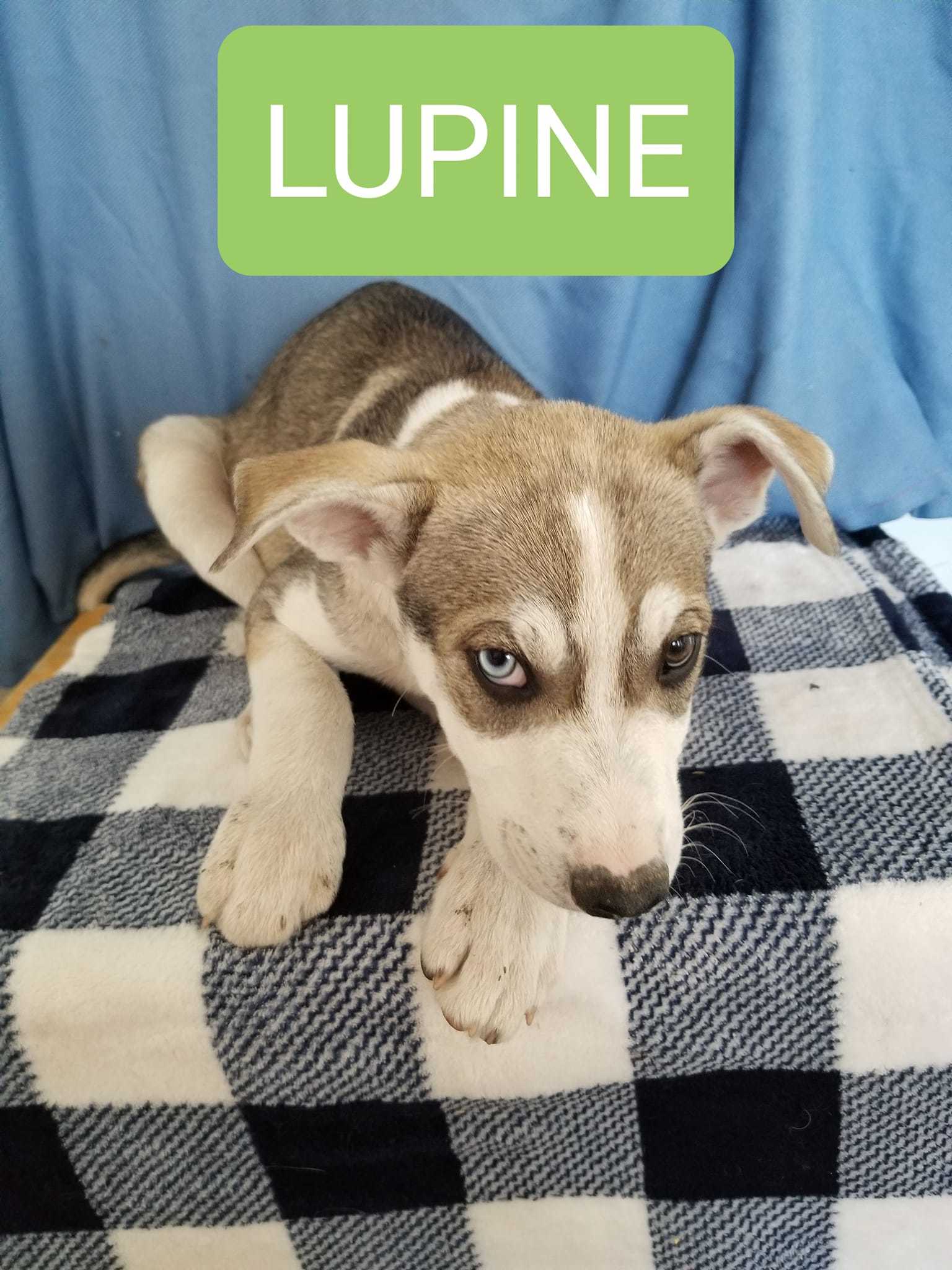 Lupine, an adoptable Husky, German Shepherd Dog in Castle Dale, UT, 84513 | Photo Image 1