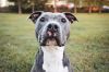 Rocco photo 1