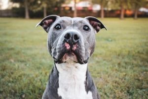 Rocco, Adult Male Pit Bull Terrier