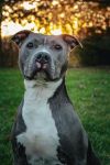 Rocco photo 2