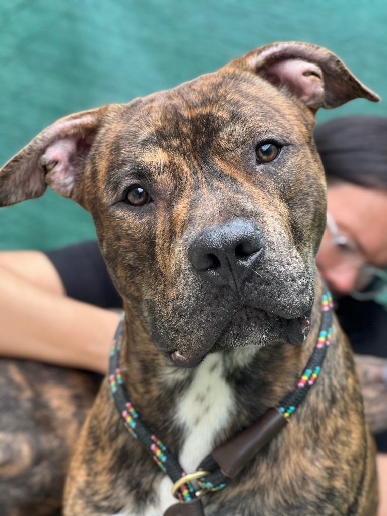 Rocky (foster), an adoptable Mixed Breed in Muskegon, MI, 49442 | Photo Image 1