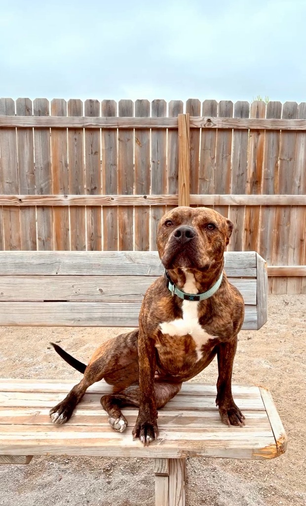 Rocky (foster), an adoptable Mixed Breed in Muskegon, MI, 49442 | Photo Image 1