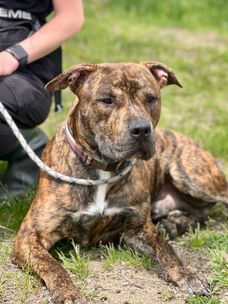 Rocky (foster), an adoptable Mixed Breed in Muskegon, MI, 49442 | Photo Image 2