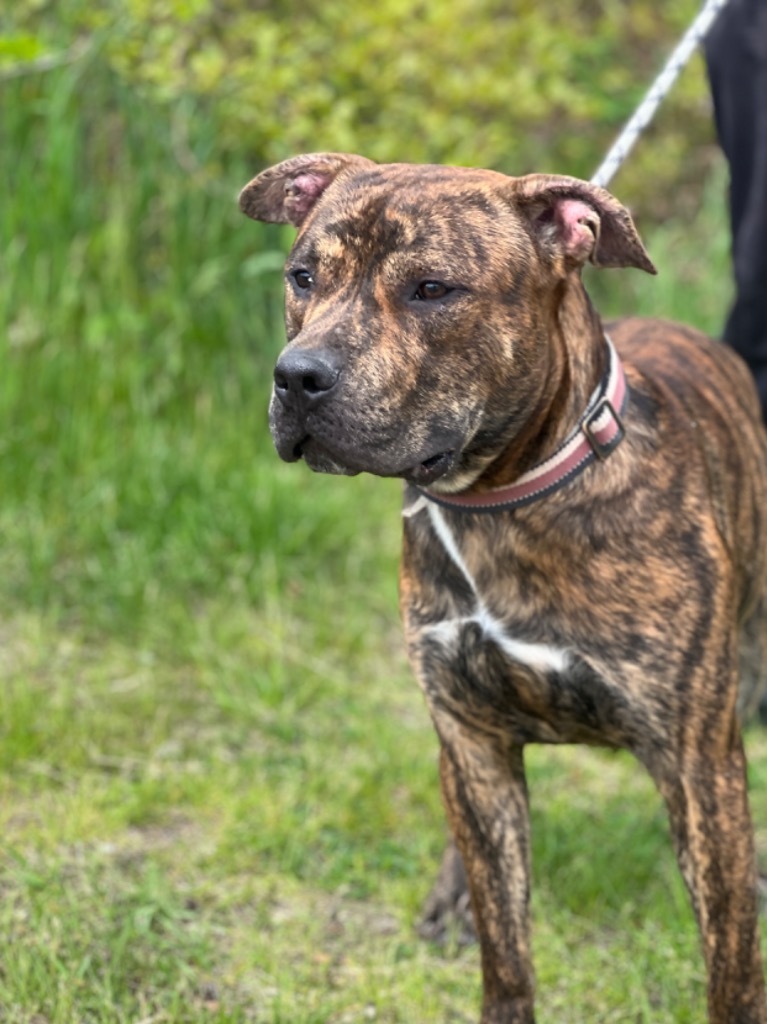 Rocky, an adoptable Mixed Breed in Muskegon, MI, 49442 | Photo Image 3