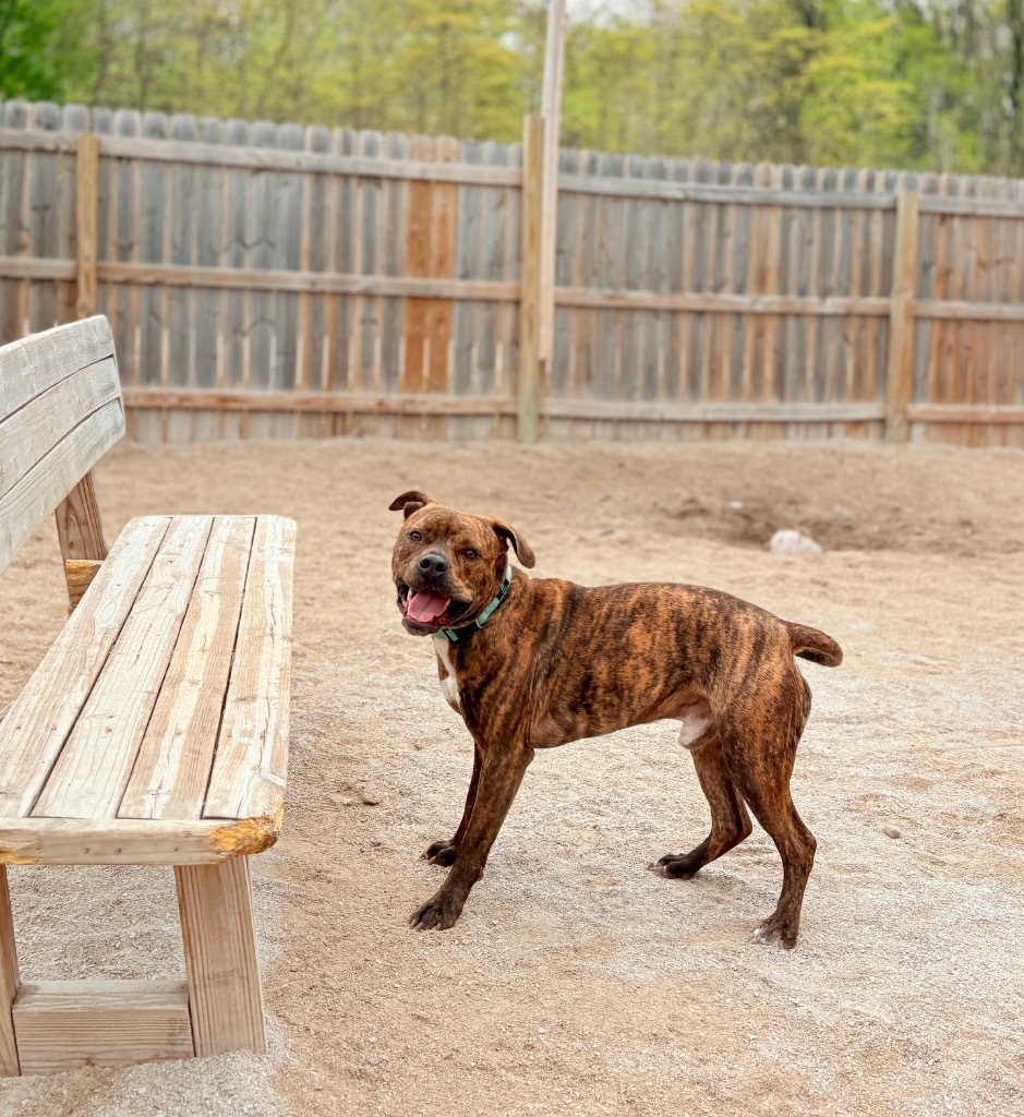 Rocky (foster), an adoptable Mixed Breed in Muskegon, MI, 49442 | Photo Image 4