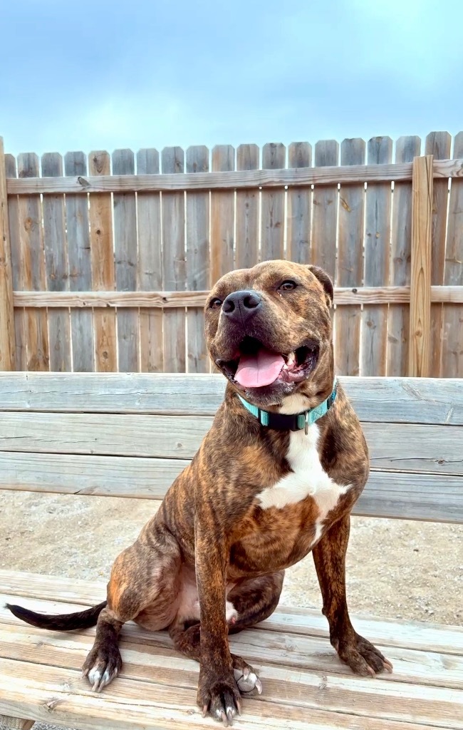 Rocky (foster), an adoptable Mixed Breed in Muskegon, MI, 49442 | Photo Image 5