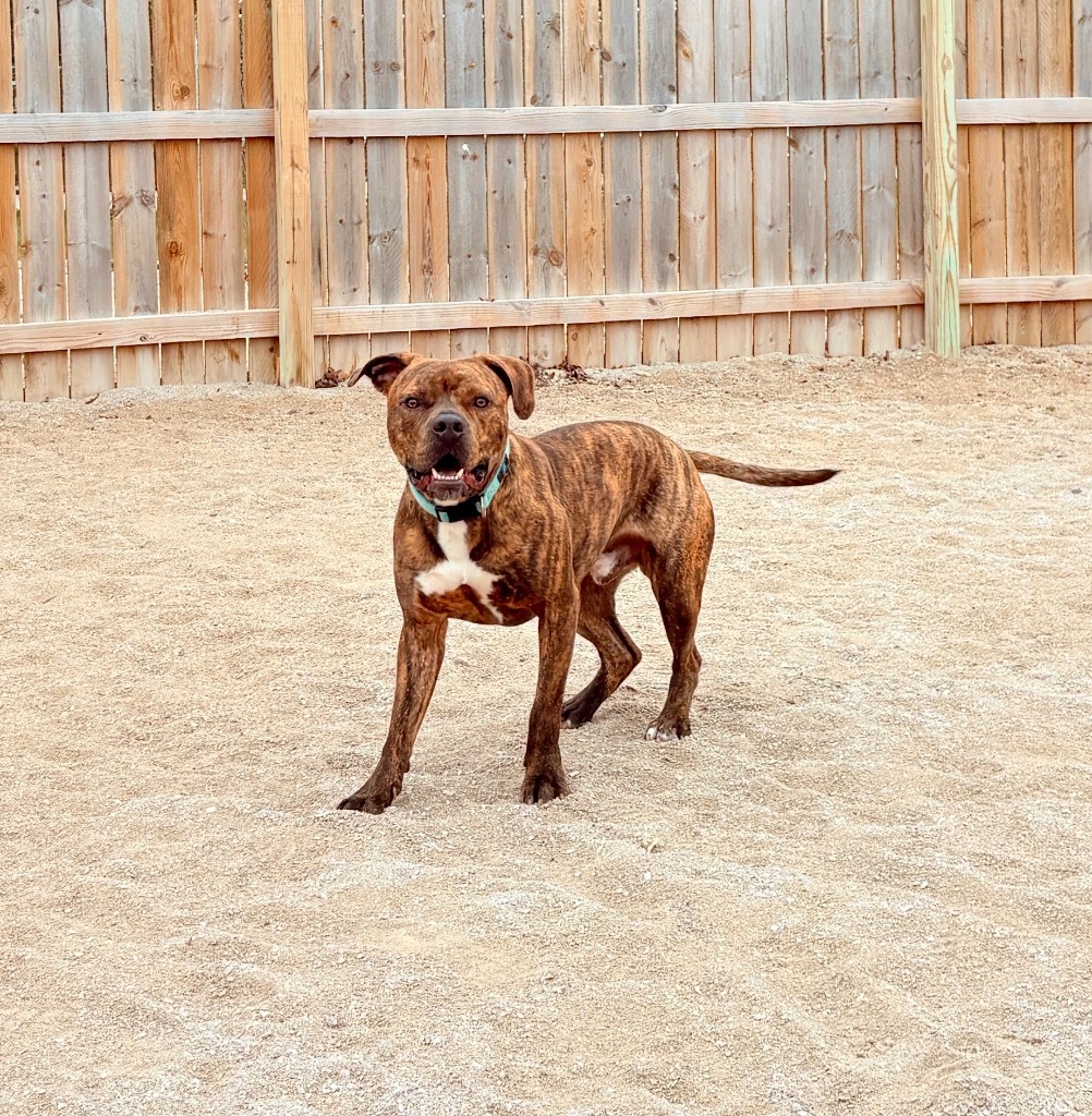Rocky (foster), an adoptable Mixed Breed in Muskegon, MI, 49442 | Photo Image 6