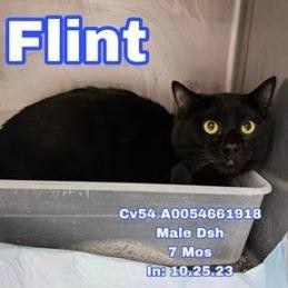 Flint Domestic Short Hair Cat