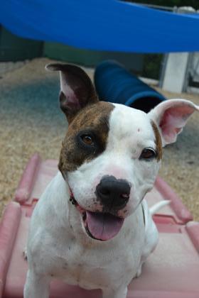 Zoe is available for adoption at the Plaquemines Campus at 455 F Edward Hebert Blvd in Belle Chasse