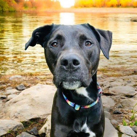 Xena, an adoptable Mixed Breed in Grand Rapids, MI, 49534 | Photo Image 1