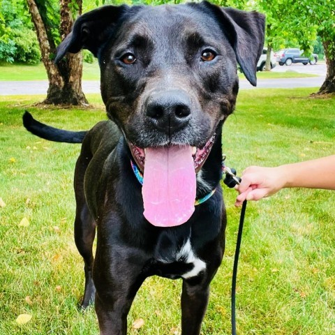 Xena, an adoptable Mixed Breed in Grand Rapids, MI, 49534 | Photo Image 2