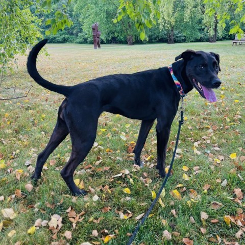 Xena, an adoptable Mixed Breed in Grand Rapids, MI, 49534 | Photo Image 2