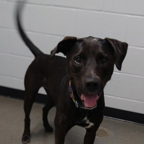 Xena, an adoptable Mixed Breed in Grand Rapids, MI, 49534 | Photo Image 3