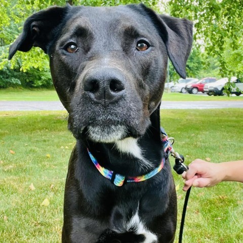 Xena, an adoptable Mixed Breed in Grand Rapids, MI, 49534 | Photo Image 3