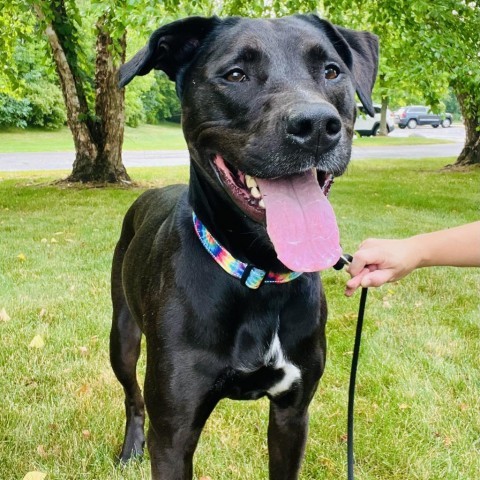 Xena, an adoptable Mixed Breed in Grand Rapids, MI, 49534 | Photo Image 3