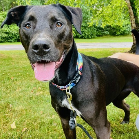 Xena, an adoptable Mixed Breed in Grand Rapids, MI, 49534 | Photo Image 4