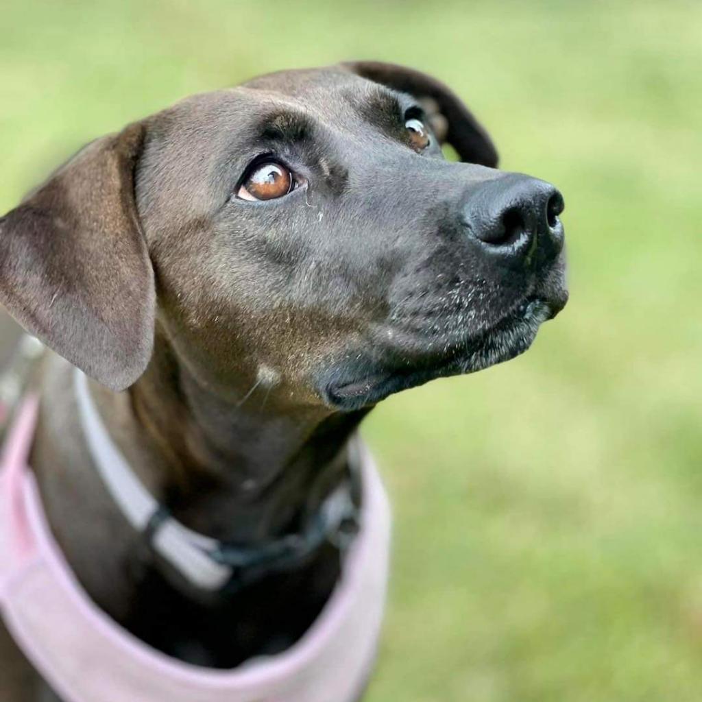 Stella Rose, an adoptable Black Labrador Retriever in Joliet, IL, 60436 | Photo Image 1