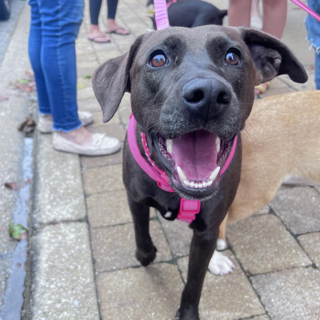 Stella Rose, an adoptable Black Labrador Retriever in Joliet, IL, 60436 | Photo Image 3