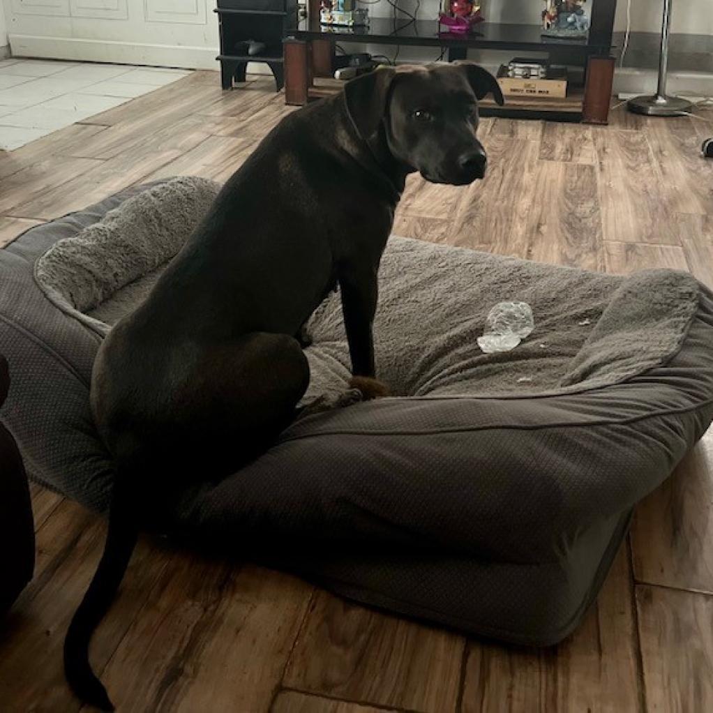 Stella Rose, an adoptable Black Labrador Retriever in Joliet, IL, 60436 | Photo Image 4