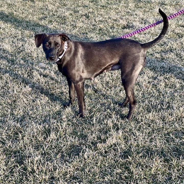 Stella Rose, an adoptable Black Labrador Retriever in Joliet, IL, 60436 | Photo Image 5