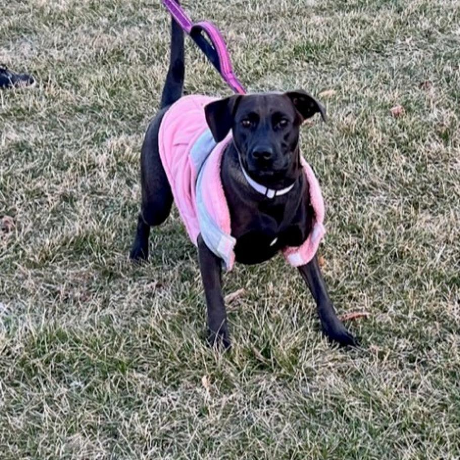 Stella Rose, an adoptable Black Labrador Retriever in Joliet, IL, 60436 | Photo Image 6