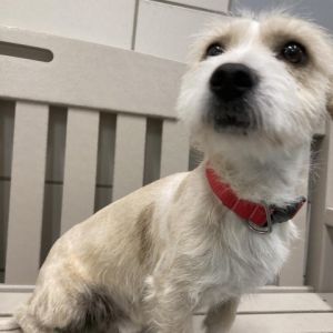 Chico West Highland White Terrier / Westie Dog