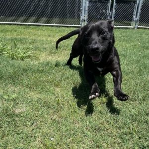 Alfie Black Labrador Retriever Dog