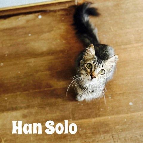 Han Solo, an adoptable Domestic Medium Hair in Brawley, CA, 92227 | Photo Image 1