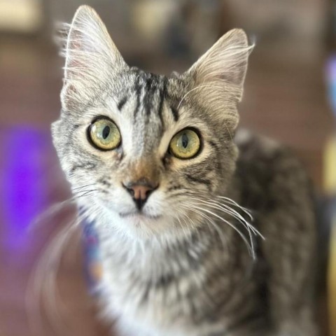 Han Solo, an adoptable Domestic Medium Hair in Brawley, CA, 92227 | Photo Image 2