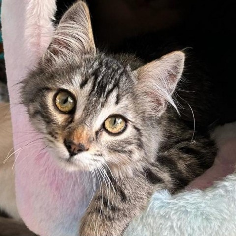 Han Solo, an adoptable Domestic Medium Hair in Brawley, CA, 92227 | Photo Image 3