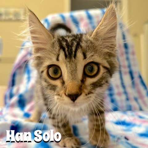 Han Solo, an adoptable Domestic Medium Hair in Brawley, CA, 92227 | Photo Image 4