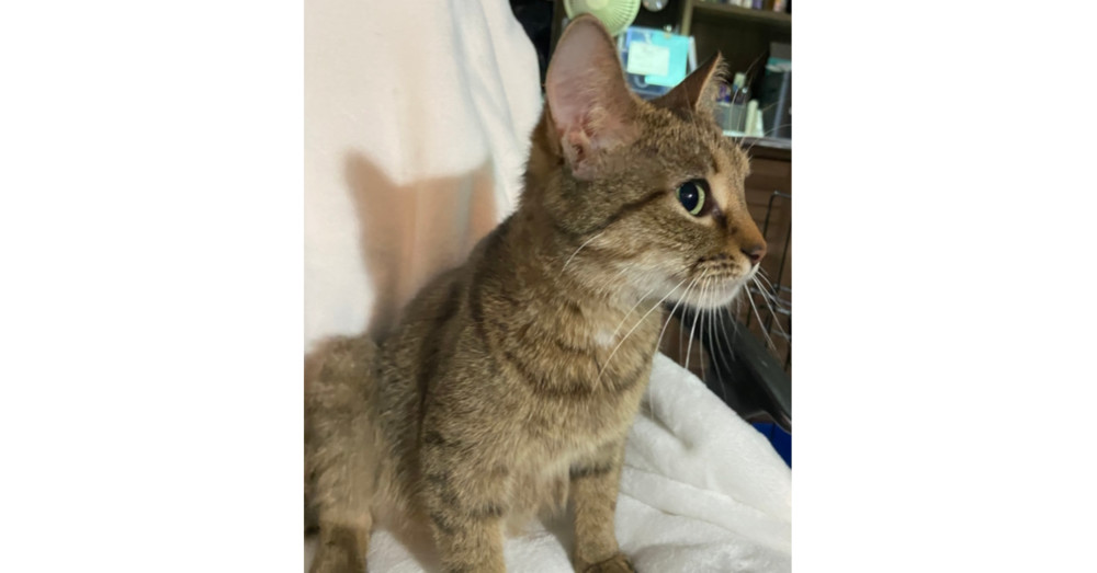 Mama Mocha, an adoptable Domestic Short Hair in Virginia Beach, VA, 23455 | Photo Image 1