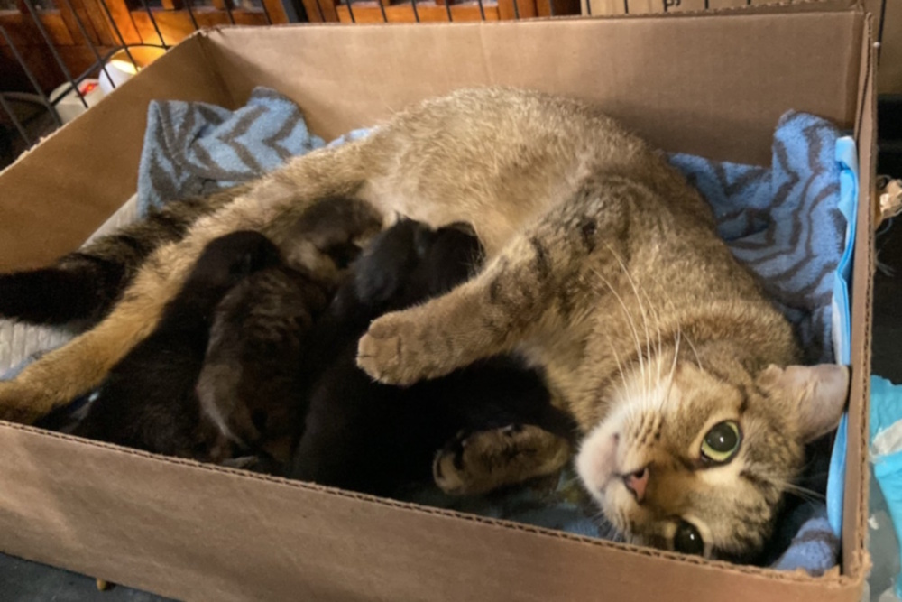 Mama Mocha