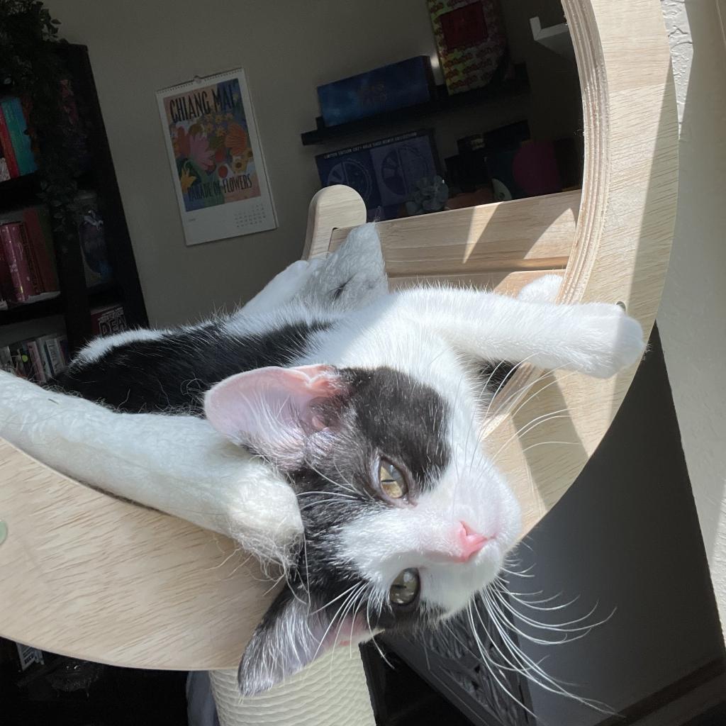 SWEET, an adoptable Domestic Short Hair in San Antonio, TX, 78212 | Photo Image 1