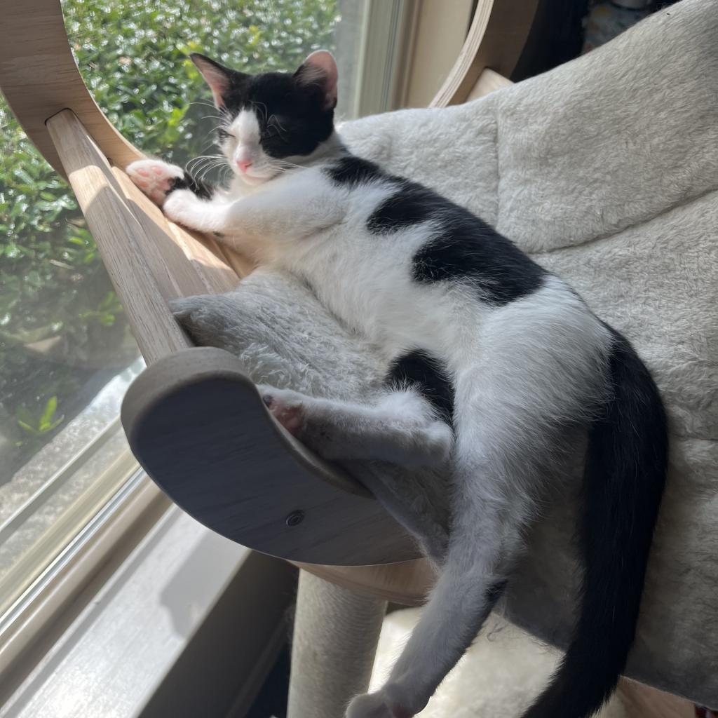 SWEET, an adoptable Domestic Short Hair in San Antonio, TX, 78212 | Photo Image 2