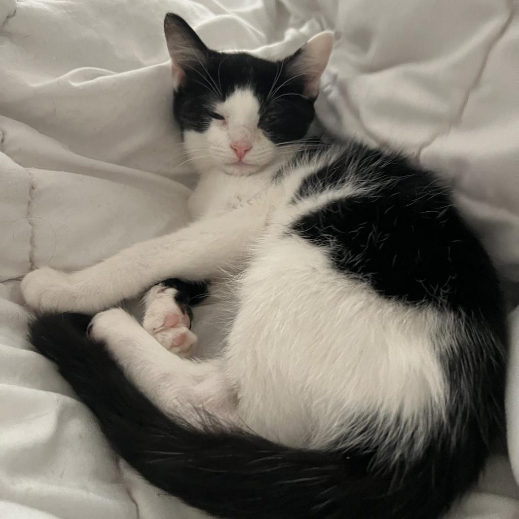 SWEET, an adoptable Domestic Short Hair in San Antonio, TX, 78212 | Photo Image 3