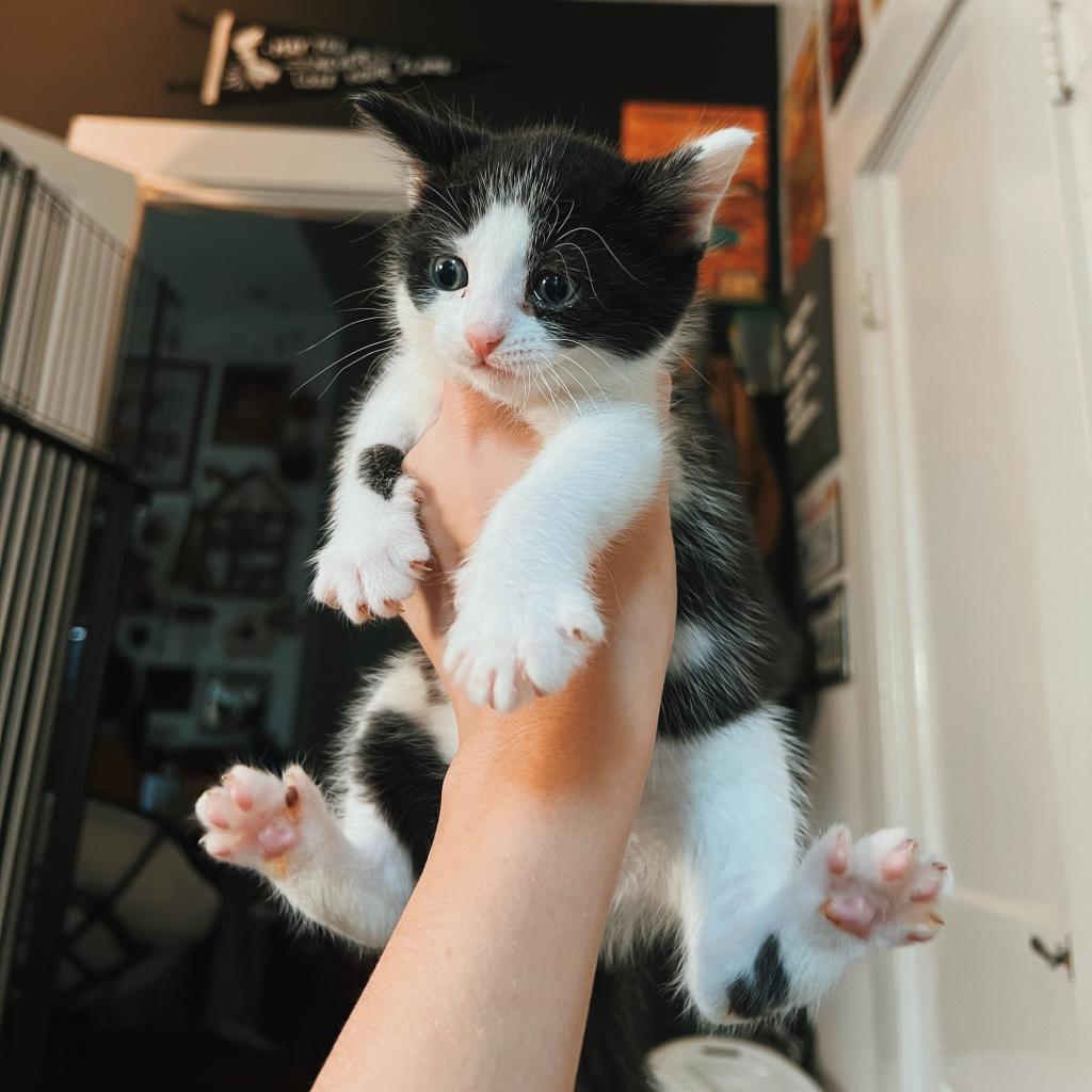 SWEET, an adoptable Domestic Short Hair in San Antonio, TX, 78212 | Photo Image 4