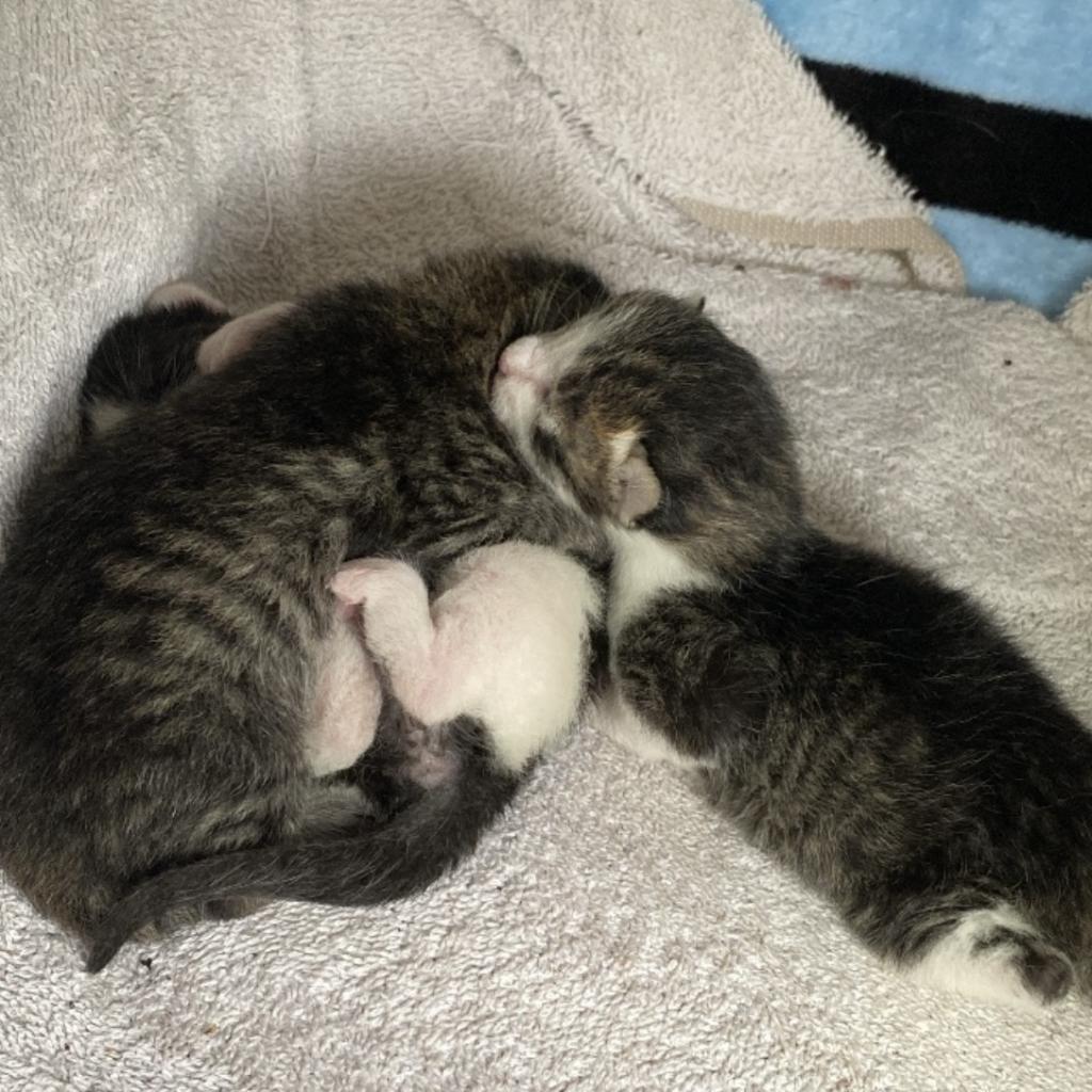 SWEET, an adoptable Domestic Short Hair in San Antonio, TX, 78212 | Photo Image 5