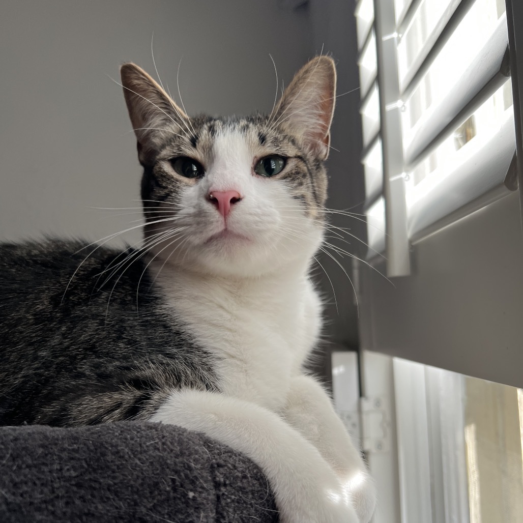 SPICY, an adoptable Domestic Short Hair in San Antonio, TX, 78212 | Photo Image 1