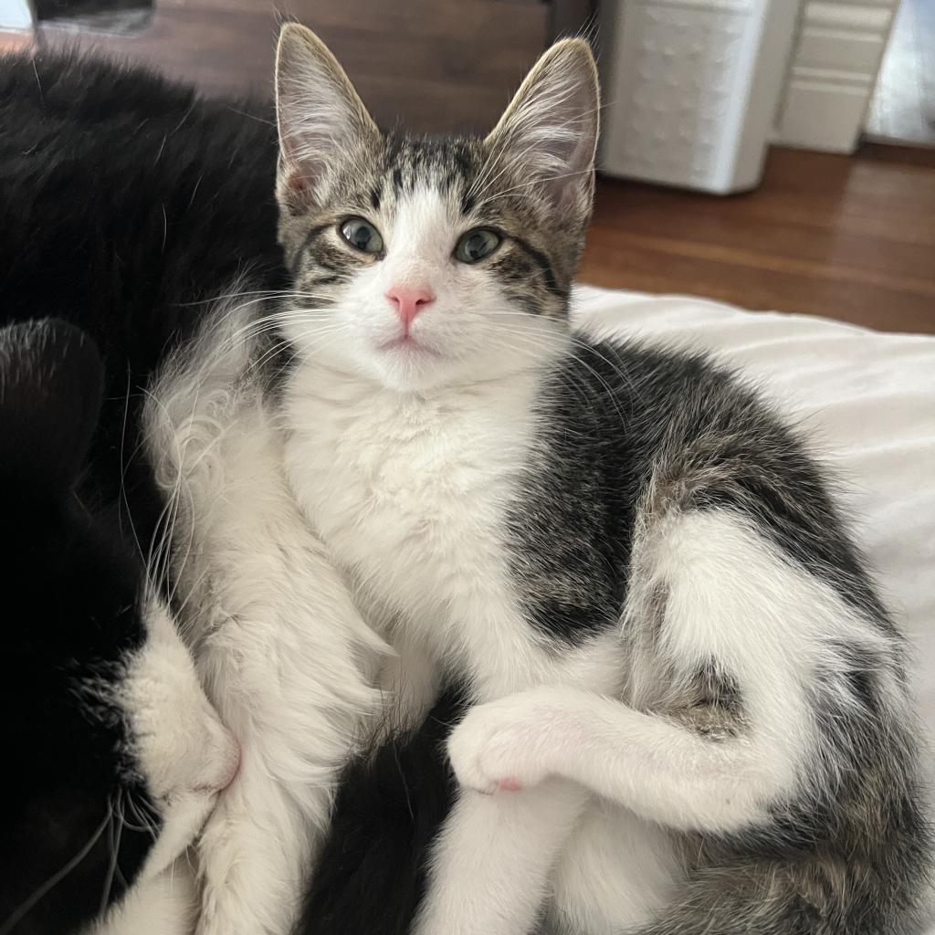 SPICY, an adoptable Domestic Short Hair in San Antonio, TX, 78212 | Photo Image 2