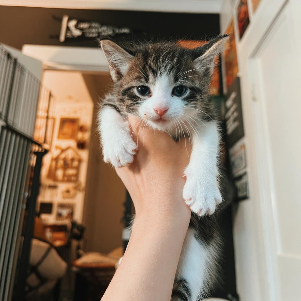 SPICY, an adoptable Domestic Short Hair in San Antonio, TX, 78212 | Photo Image 3