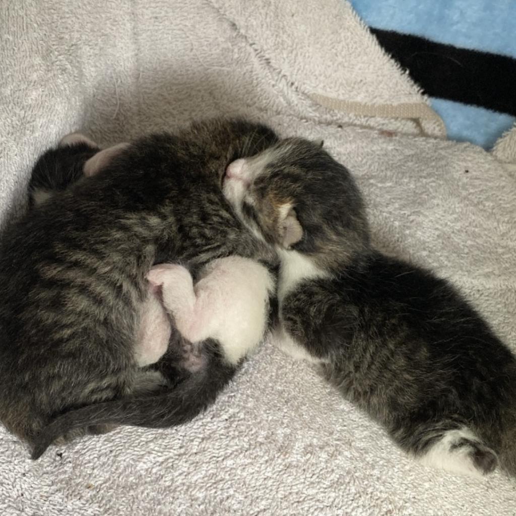 SPICY, an adoptable Domestic Short Hair in San Antonio, TX, 78212 | Photo Image 4