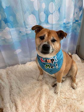 Zuko, an adoptable Akita, Mixed Breed in Black River Falls, WI, 54615 | Photo Image 1