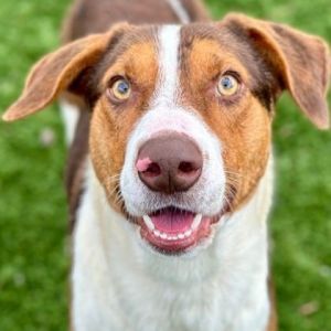 PERSONALITY friendly playful BREED tree walker coon hound mix AGE  2 years Rescued from Tehama C