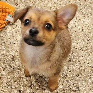 PERSONALITY snuggly playful BREED chi mix AGE  born February 11 WEIGHT 38l