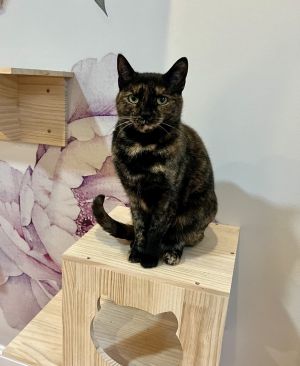 Tina is a beautiful 2 12-year-old tortie who scores a perfect 10--shes confide