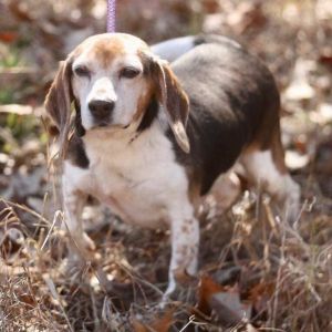 Meet Triscuit an adorable beagle mix who was found starving and needed proper vetting and plenty of