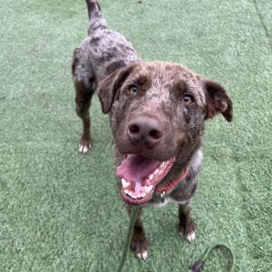 Zion is the new kid in town He is a gorgeous Catahoula Leopard mix who recently landed at our Rescu